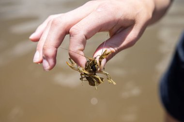 Gölette el ele tutuşan kerevit