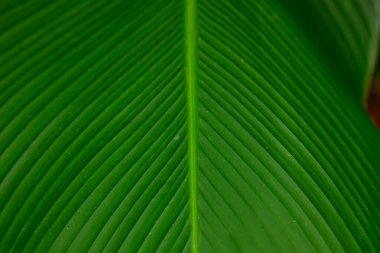 Yeşil yaprak deseninin tam kare görüntüsü