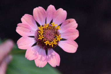 Açık Pembe Zinnia, Altın Merkez, Yeşil Yeşiller
