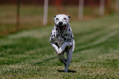 Siyah ve Beyaz Safkan Dalmaçyalı Koşan Yem Alanı Köpek Sporu