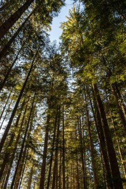 Sırbistan 'daki Tara Ulusal Parkı