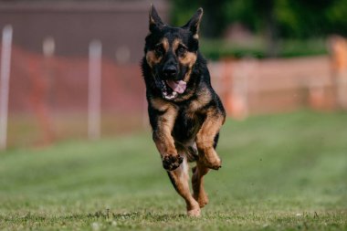 Safkan Siyah ve Tan Alman Çoban Köpeği Koşu Alanı Köpek Sporu