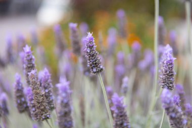 Odakta mor lavanta çiçekleri, bulanık arkaplan