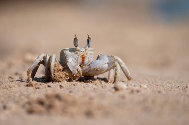 Gündüz vakti kumlu bir sahilde Ocypode Saratan.