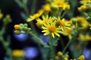 Jacobaea vulgaris veya Senecio jacobaea 'nın sarı çiçekleri