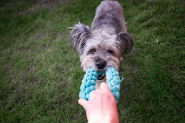 Mutlu köpek parkta yüzük oyuncağıyla oynuyor.