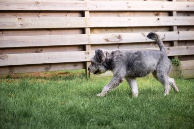 Yavrusu olmayan köpek arka bahçede yürür.
