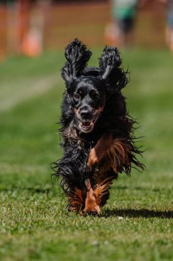 Black and Tan Gordon Setter Koşu Pisti Köpek Sporu