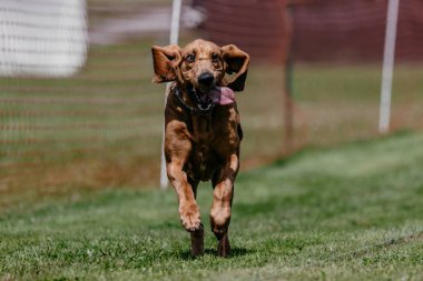 Bloodhound Scent Hound Running Lure Course Dog Sport clipart