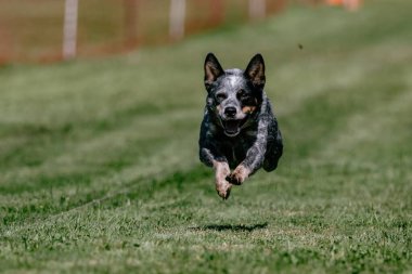 Avustralya Sığır Köpek Heeler Koşu Pisti Köpek Sporu