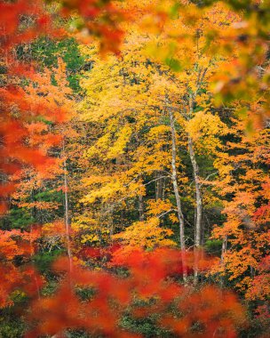 Sonbahar akçaağaç ağaçları ve yaprakları koyu turuncu, sarı ve kırmızı renklerde.