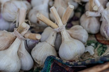 Çiftçi pazarında birbirine bağlanmış taze sarımsak demetleri