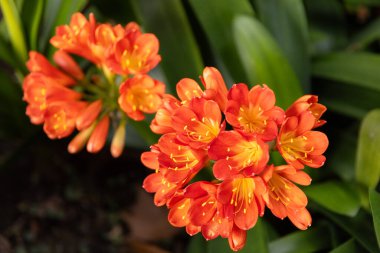 Yeşil yapraklara çiçek açan parlak turuncu clivia çiçekleri.