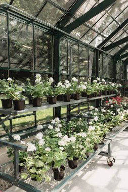 Greenhouse filled with potted plants and flowers arranged on shelves clipart