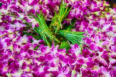 Çiçek pazarında tam kare pembe orkide.