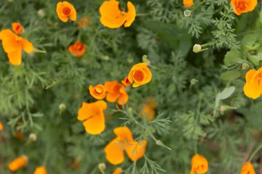 Yeşil yapraklarda yetişen portakal gelinciklerinin genel görünümü