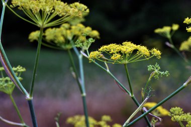 Yabani rezenenin sarı çiçekleri (Foeniculum vulgare)