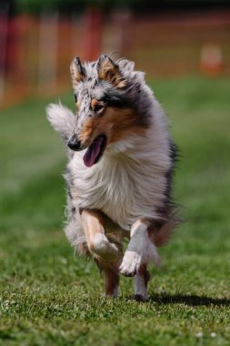Mavi Merle Rough Collie Koşu Pisti Köpek Sporu