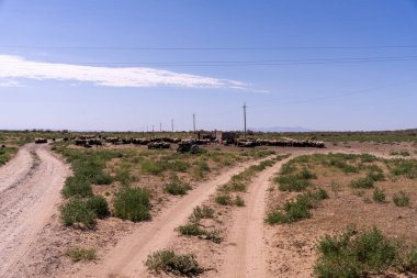 Bir koyun sürüsü tarlada otluyor.