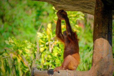 Bornean orangutan drinking the coconut clipart