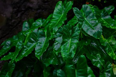 Yağmur mevsiminde ıslak Philodendron yapraklarının yakın plan görüntüsü