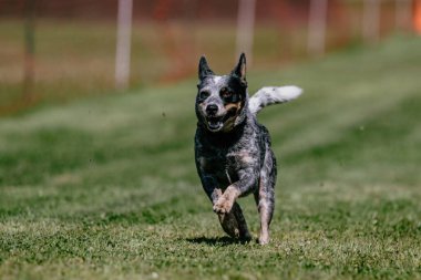 Avustralya Sığır Köpek Heeler Koşu Pisti Köpek Sporu