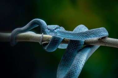 Trimeresurus insularis zehirli bir çukur yılanıdır.