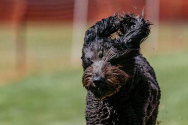 Siyah Labradoodle Karışık Melez Köpek Yem Pisti Köpek Sporu