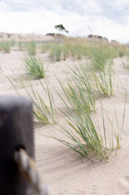 Sahilde okyanus kenarında yürüyorum.