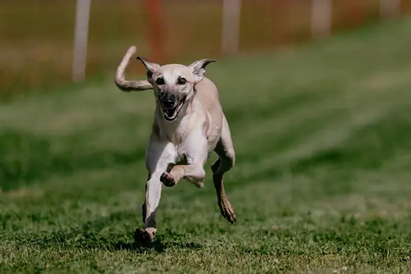 stock image Whippet Sight Hound Running Lure Course Dog Sport