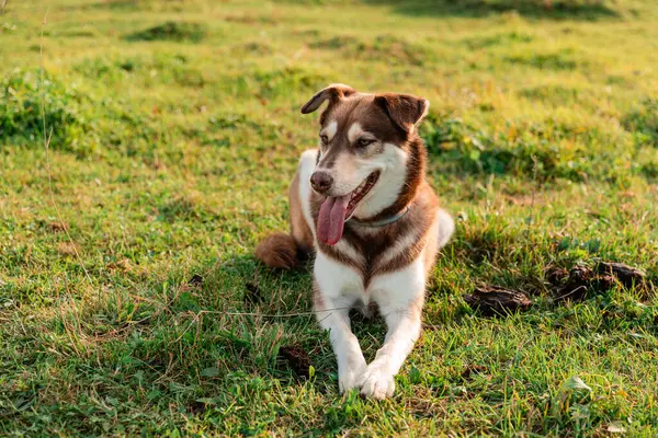 Kahverengi Köpek Tarlada Dinleniyor