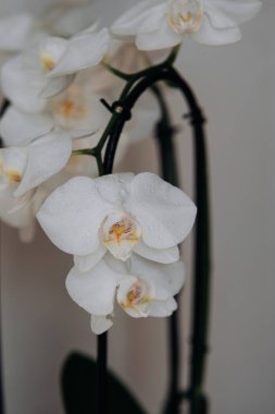 Dekoratif bir orkideye bir damla su.