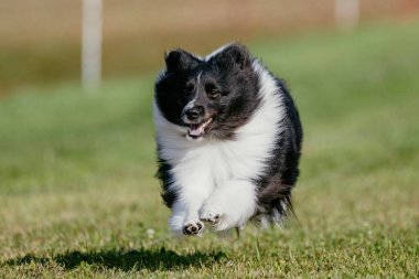 Shetland Çoban Köpeği Sheltie Yem Pisti Köpek Sporu