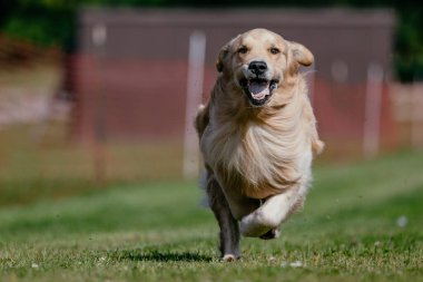 Mutlu ve heyecanlı Golden Retriever Koşu Pisti Köpek Sporu