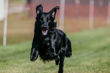 Siyah Düz Kaplama Av Köpeği Koşu Alanı Köpek Sporu