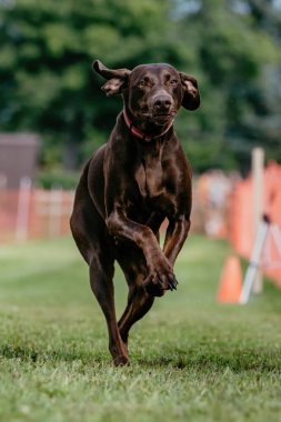 Çikolata Laboratuvarı Karışık Melez Köpek Yem Sahası Köpek Sporu