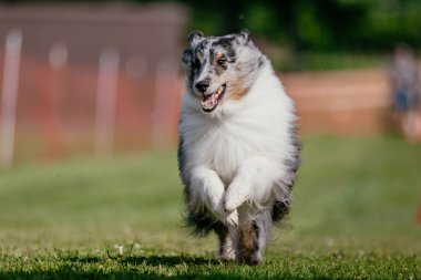 Mavi Merle Sheltie Shetland Çoban Köpeği Koşu Alanı Köpek Sporu