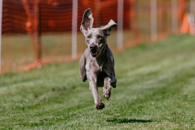 Mutlu ve Heyecanlı Weimaraner Koşan Kursu Köpek Sporu