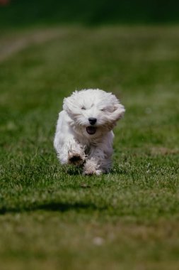 Batı Highland Beyaz Teriyer Batılı Koşan Yem Alanı Köpek Sporu
