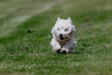 Batı Highland Beyaz Teriyer Batılı Koşan Yem Alanı Köpek Sporu