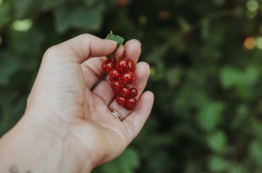 Bahçede yeşil arka planı olan taze kırmızı üzümleri elle topluyorum.