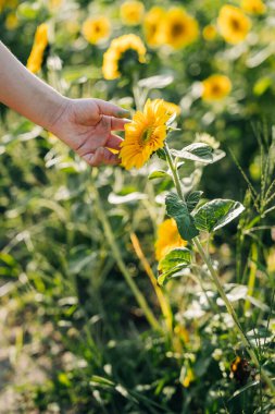Parlak, güneşli bir tarlada nazikçe bir ayçiçeğine dokunuyorum.