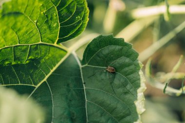 Yeşil bir yaprağın üzerinde sürünen küçük bir örümcek, güneş ışığıyla aydınlatılıyor.