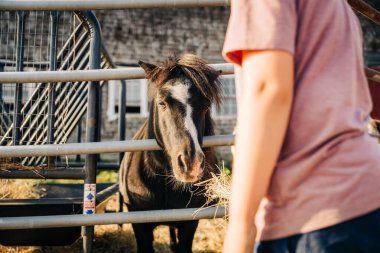 Çitin arkasındaki siyah midilli çiftlikte saman besleniyor.