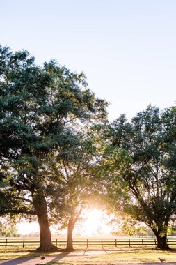 Oak trees in sunset with field and fence clipart