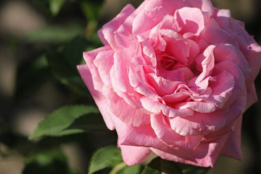 Bahçeden gelen pembe gül.