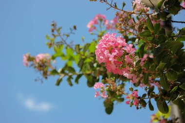 Bahar Pembe Ağacı Çiçekler ve Mavi Gökteki Yapraklar