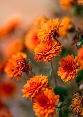 bright orange blooms from the chrysanthemum plant clipart