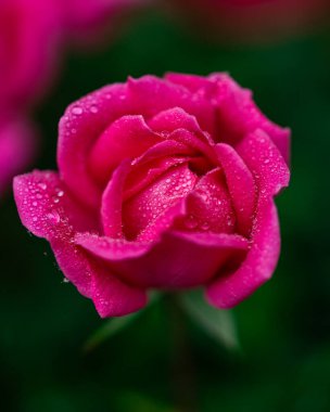 Bahçede büyüyen gül patlamasına yakın bir yerde.