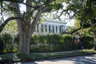 New Orleans 'taki çiftlik evinin dışındaki eski ağaç.